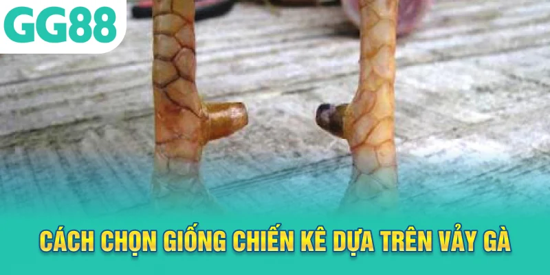 Cách chọn giống chiến kê dựa trên vảy gà